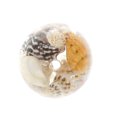 thumbnail image 1 of Cuentas de Caracol Zulema de Resina para Manualidades DIY, 1 of 7
