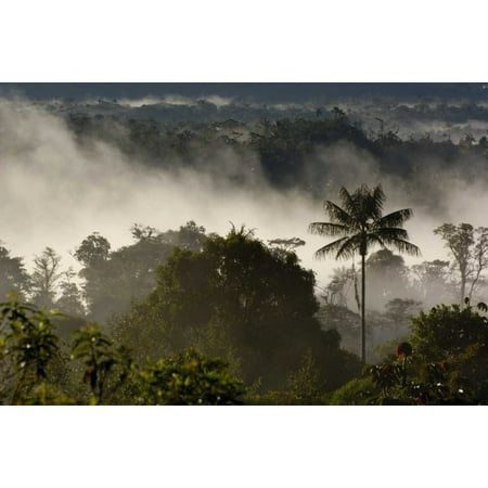 - Cloud forest vegetation in mist western slope of the Andes Mountains San Isidro Cloud Forest Ecua Poster Print by Pete Oxford