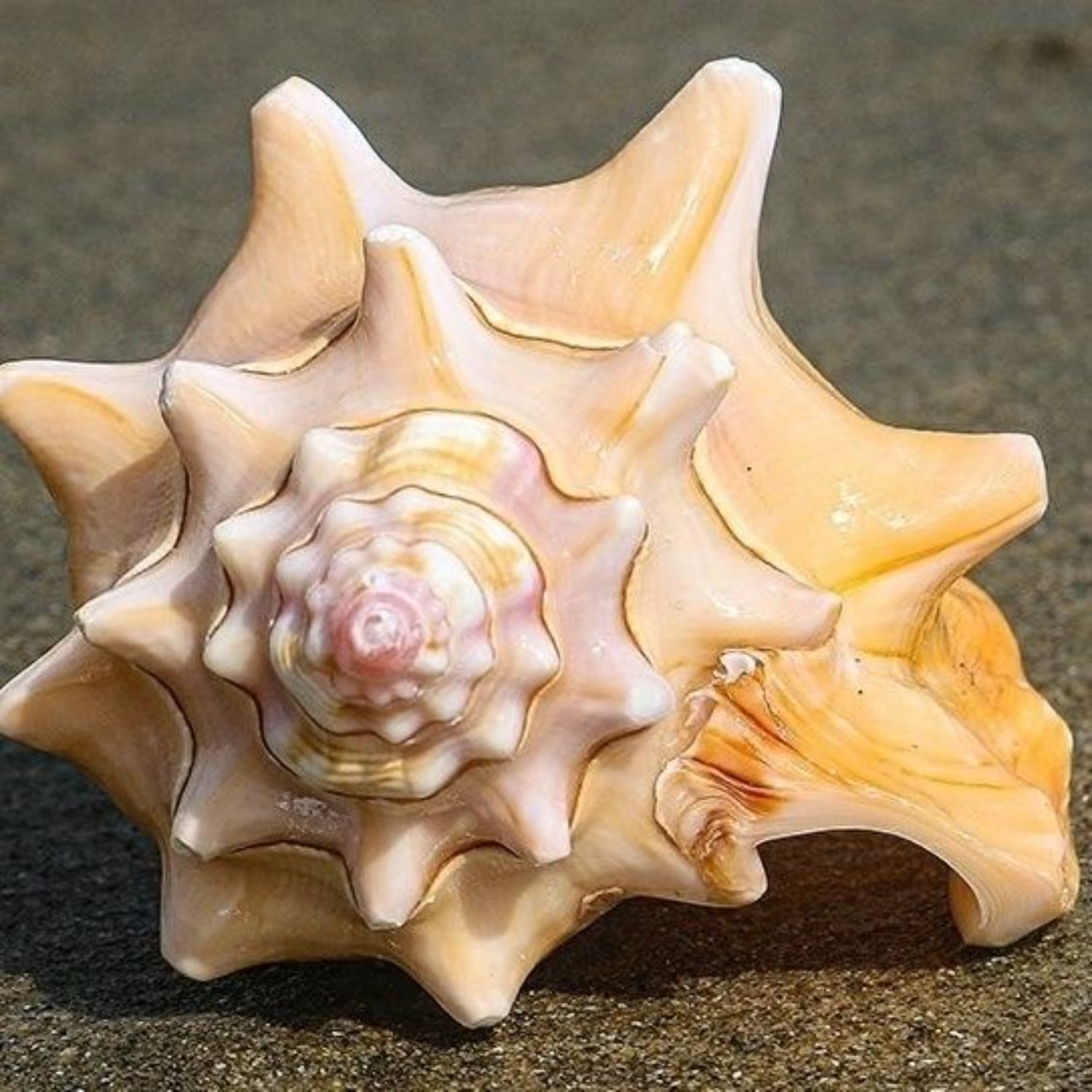 Pink Conch Shell Large 9 to 10cm Natural Sea Shell Aquarium Decor Coastal Ornament Handmade Gift Display