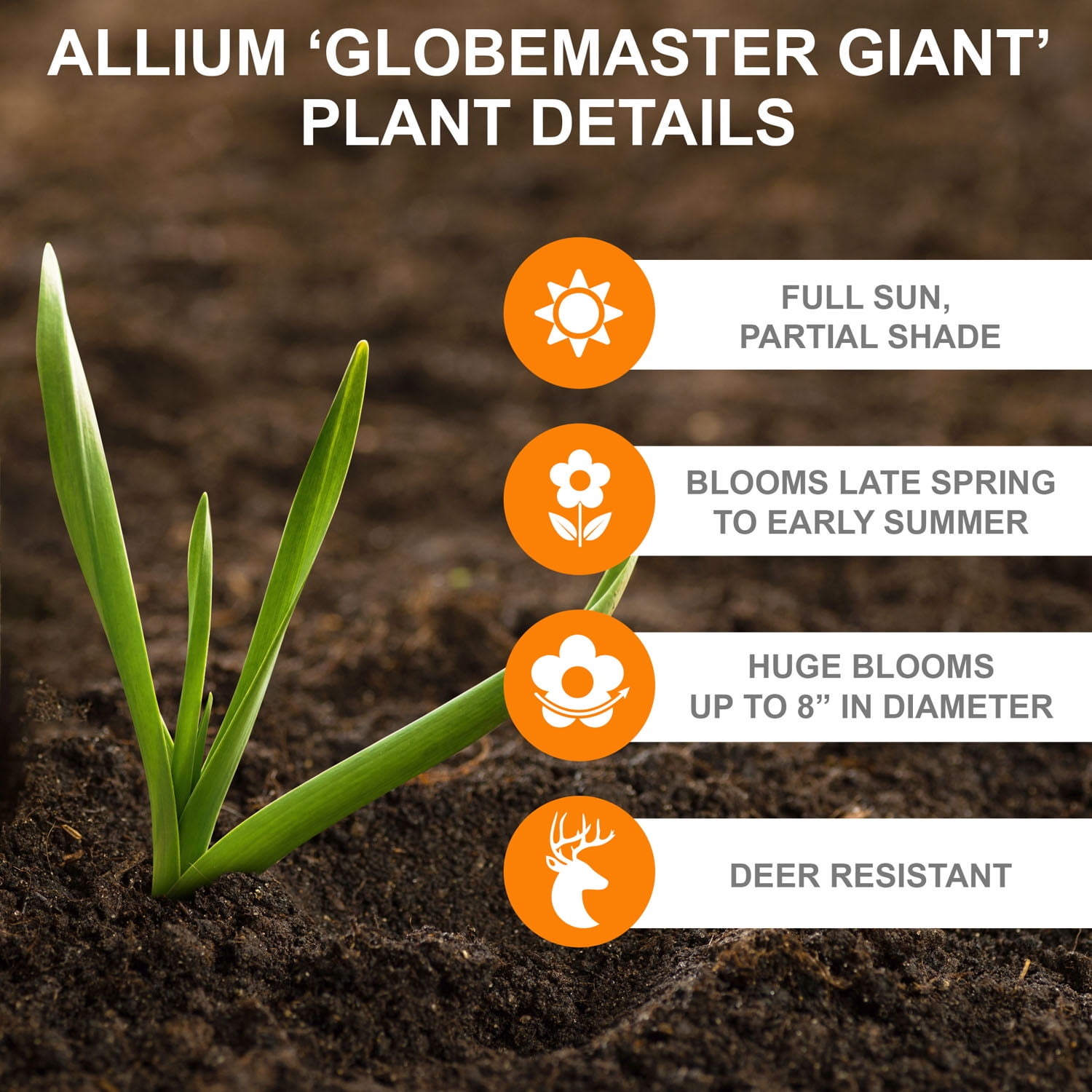 Garden State Bulb Globemaster Giant Allium Flower Bulbs, 20/22cm, Purple (Bag of 30)