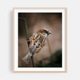 thumbnail image 2 of Perched House Sparrow - Manhattan New York Photography Bird Wildlife Nature Animal Woodland Autumn Scenic Unframed Wall Art Print 22 x 28 inches, 2 of 13