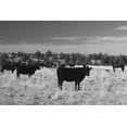 thumbnail image 2 of The Yellowstone Collection 18x13 White Modern Wood Framed Museum Art Print Titled - Cattle Grazing Ochoco National Forest, 2 of 4