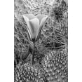 thumbnail image 2 of Flaherty, Dennis 13x18 Black Ornate Wood Framed with Double Matting Museum Art Print Titled - CA, Death Valley NP Mariposa tulip amid cacti, 2 of 4