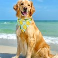 thumbnail image 4 of CNKOO 4 Pack PrimePets Dog Bandanas  Breathable Polyester  Spring & Summer Scarf Accessories For Medium To Large Breeds ZZZ, 4 of 6