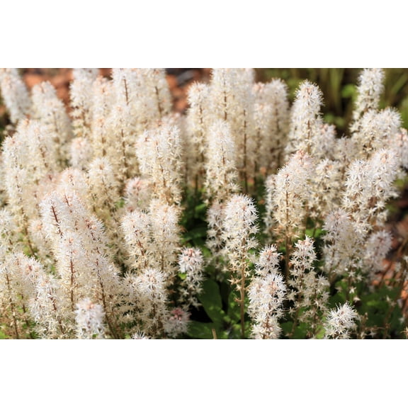 20 SUGAR SCOOP FOAMFLOWER White Tiarella Trifoliata Laceflower Flower Seeds