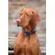 thumbnail image 2 of Collar para perro Digby & Fox de piel enrollada XXL negro, 2 of 2