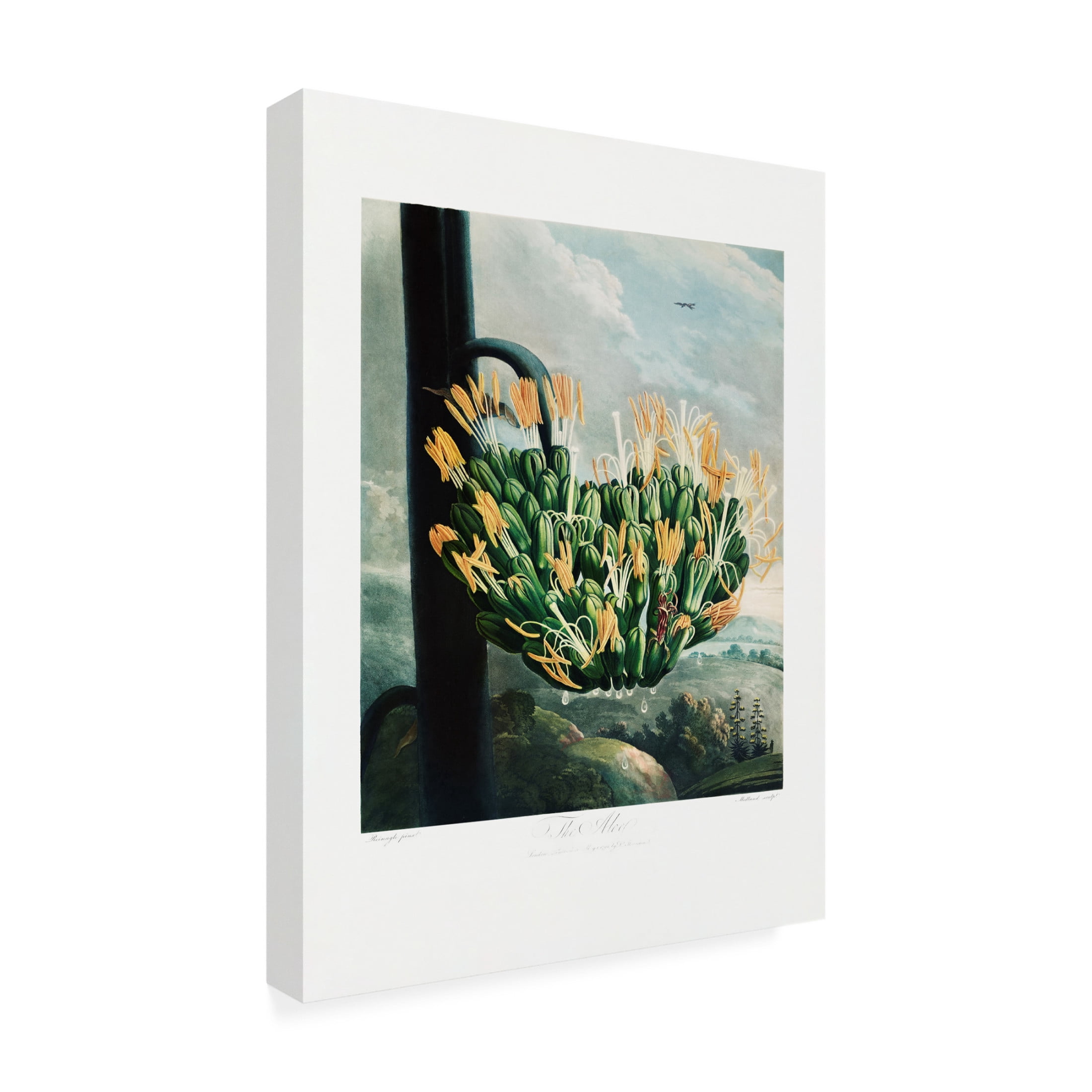 Trademark Fine Art Pictufy  The Aloe from The Temple of Flora 1807 Canvas Wall Art