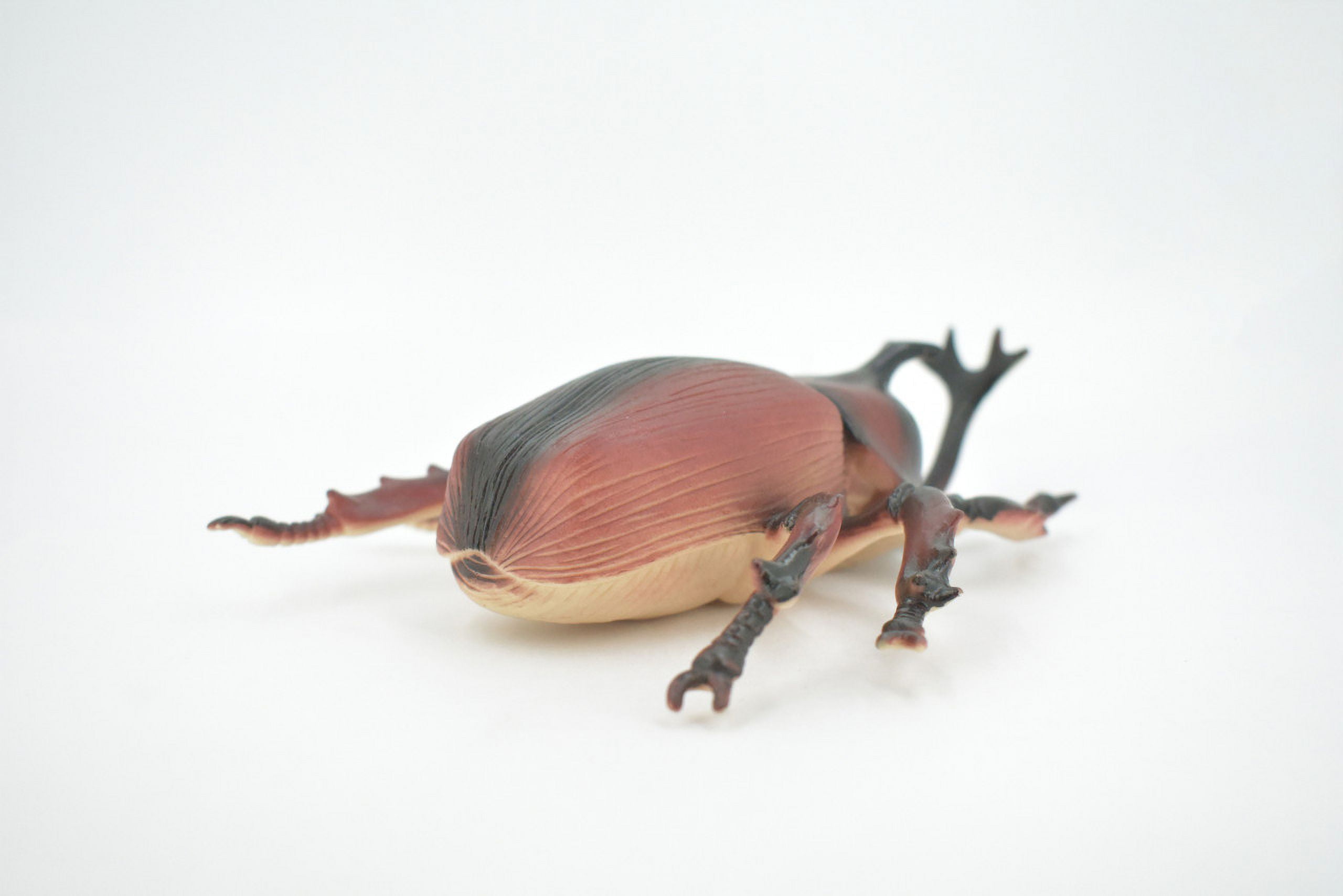 DeliciousTaylormade BeeAroundLil’BEEtle Missouri's disjunct population of Cicindela obsoleta