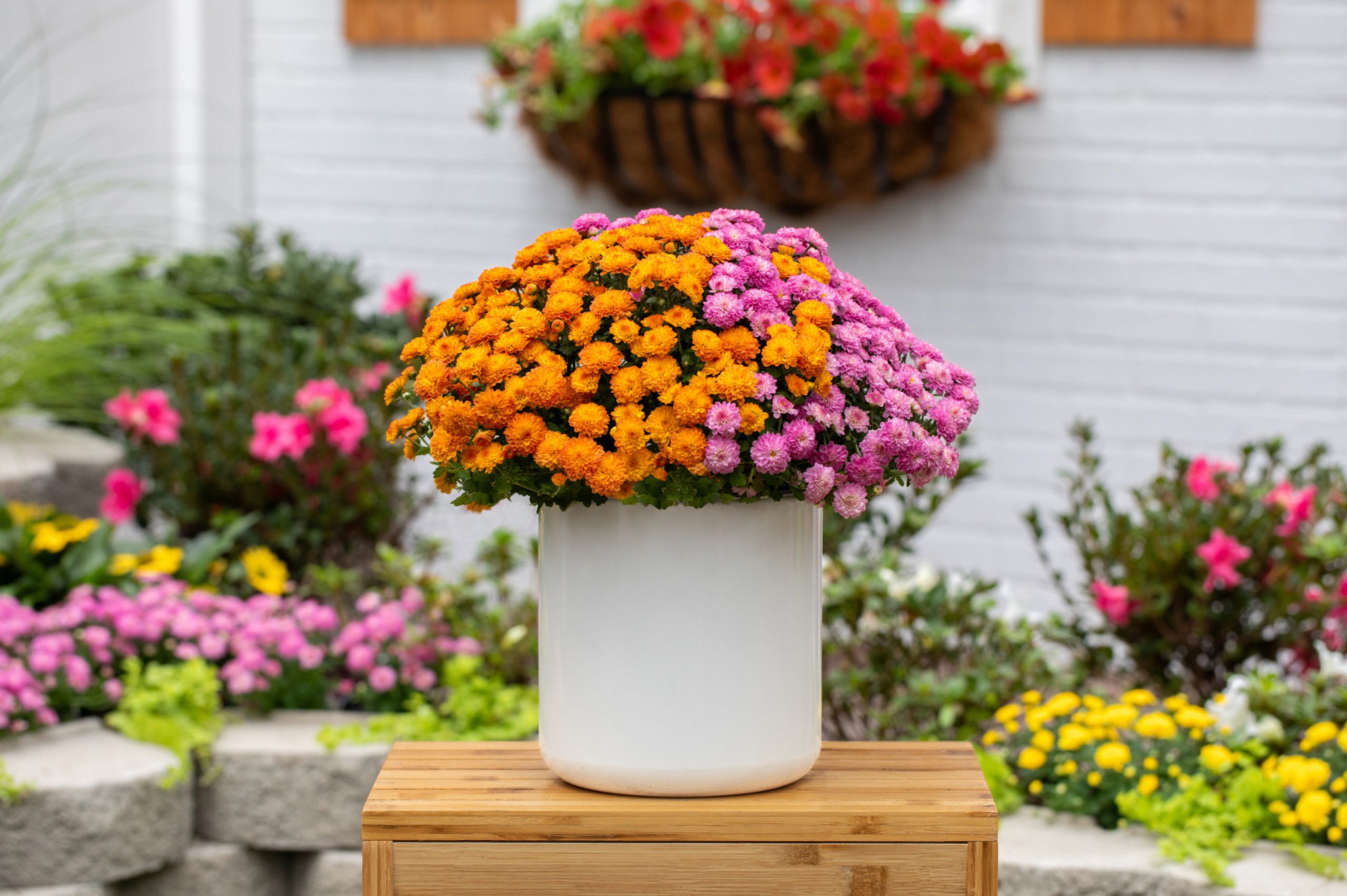 Better Homes & Gardens 24" Orange Pink Chrysanthemum Live Plants in 1.5GAL Growers Pot Full Sun