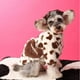 thumbnail image 2 of Ropa para perros otoño e invierno abrigo de felpa cálido con forma de amor chenari osito de peluche cubo ropa para mascotas + bolsa, 2 of 5