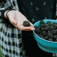 thumbnail image 3 of Thornless Triple Crown Blackberry Bush 3 Gallon, 3 of 6