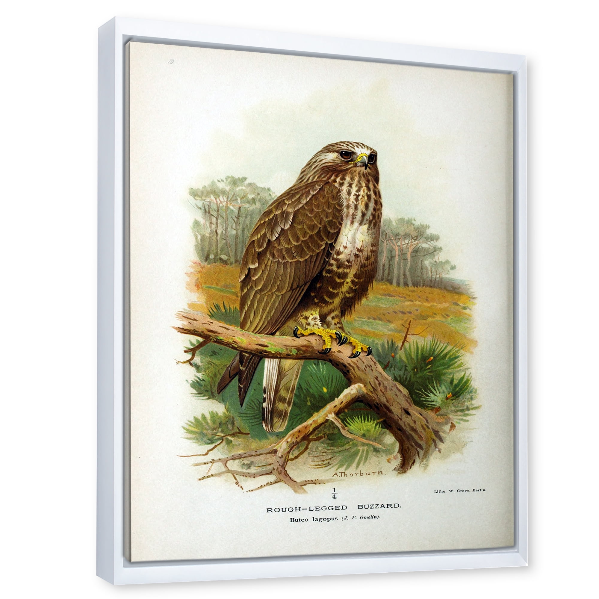 Designart 'Ancient Bird Life IX' Traditional Framed Canvas Wall Art Print