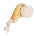 thumbnail image 3 of Cepillo de limpieza facial con mango de haya y cerdas de fibra suave, manual, de madera, con anilla para colgar., 3 of 14