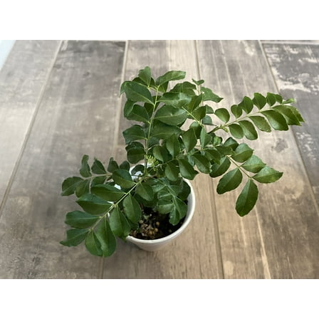 Curry Leaf Plant - Live Plant (Murraya Koenigii), 6 Inches