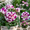 H, variant on Rose, Low Maintenance - Easy Grow - Ideal for Beds Borders, Plant Pots & Planters