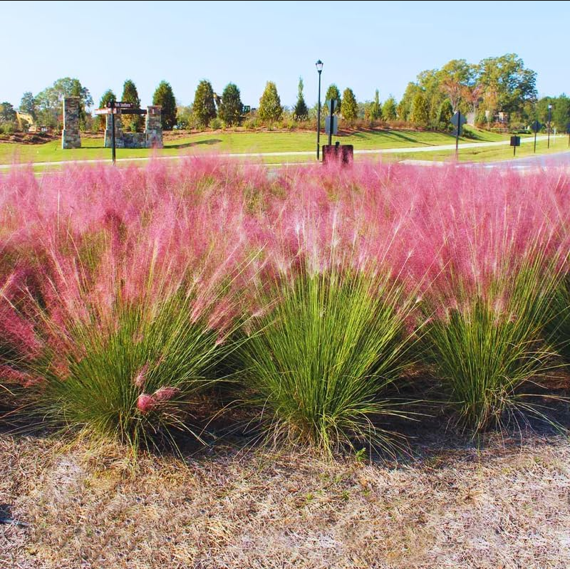 Muhly Grass Pink Live Starter Plant for Planting, Ornamental Grass Live Plant for Growing Indoor, Outdoor, 4 to 6 Inch Tall, Ship No Pot