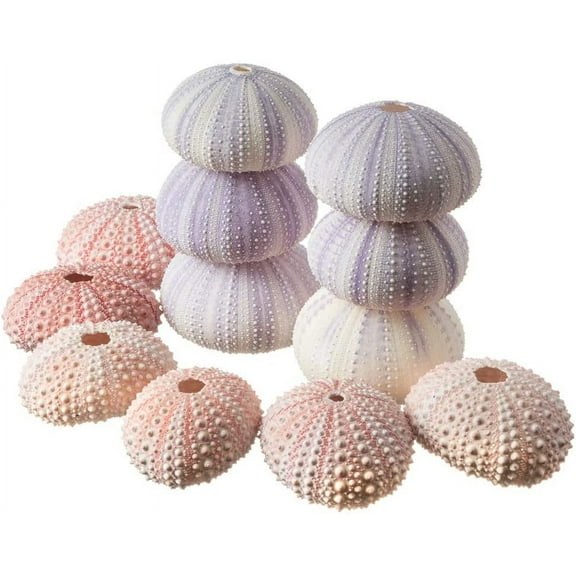 Sea Urchins | 6 Pink Sea Urchin Shells & 6 Purple Sea Urchin Shells | Crafts and Beach Decor
