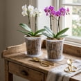 thumbnail image 6 of Clear Plastic Orchid Pots With Holes Saucers For Phalaenopsis Indoor Breathable Flower Plants Containers With Drainage Trays, 6 of 6