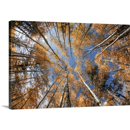 Great BIG Canvas | Scott Stulberg Premium Thick-Wrap Canvas entitled Aspen trees with fall color in Flagsaff,