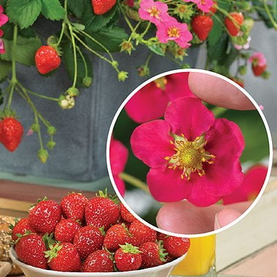 Toscana Strawberry - Two Plants - Pink Blossoms! - Walmart.com