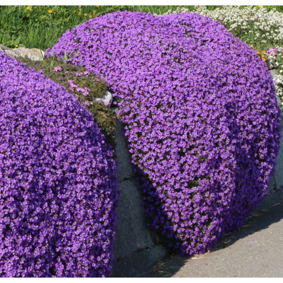 4000 Creeping Thyme Seeds Groundcover Thymus Serpyllum Ground Cover Seeds