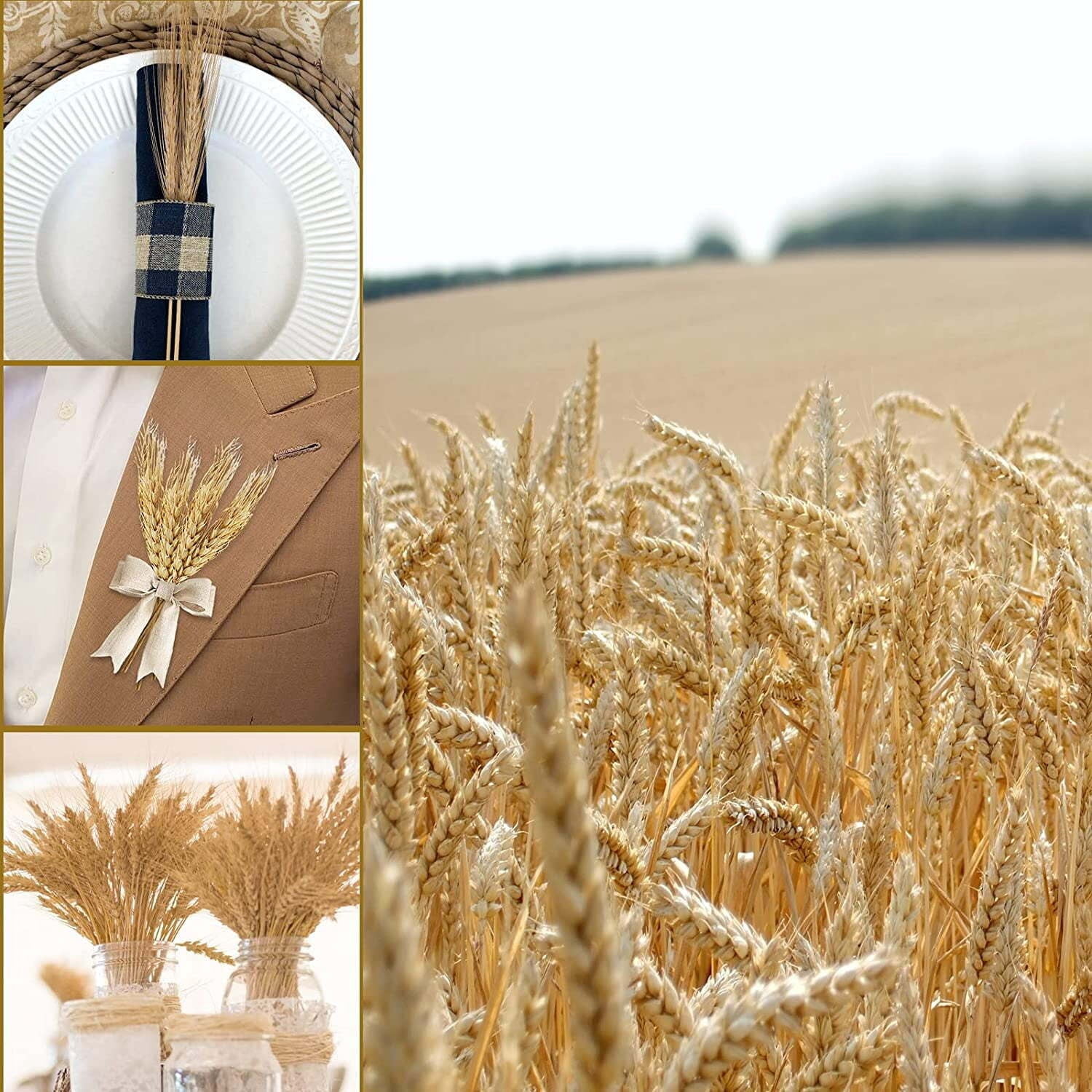 17.7 Inches Dried Wheat Stalks, 200 Stems Dried Flowers 100% Natural Wheat for Home Kitchen Wedding Party Table Centerpiece Harvest Wreath Boho Farmhouse DIY Decoration