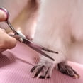thumbnail image 5 of Dog Grooming Scissors with Safety Round Tips Stainless Steel Professional Dog Grooming Kit - Thinning, Curved Scissors and Comb for Dog Cat Pet, 5 of 8