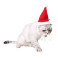 thumbnail image 2 of 2pcs Santa Claus Hat Hairpin cat and dog Grooming Disfraz Accesorio, 2 of 9