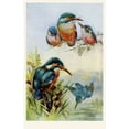 thumbnail image 2 of Kingfishers Poster Print By Mary Evans Peter & Dawn Cope Collection (24 X 36), 2 of 4