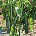 thumbnail image 2 of TomorrowSeeds - Serrano Pepper Seeds - 200+ Count - For 2026 Planting 23,000 Scoville Mexican Verde, 2 of 11