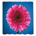 thumbnail image 3 of Ambesonne Dark Pink Shower Curtain, Gerbera Blossom, 69"Wx75"L, Azure Blue Hot Pink, 3 of 3