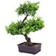 thumbnail image 3 of Decoración de escritorio de bonsai de planta artificial en maceta, 3 of 5