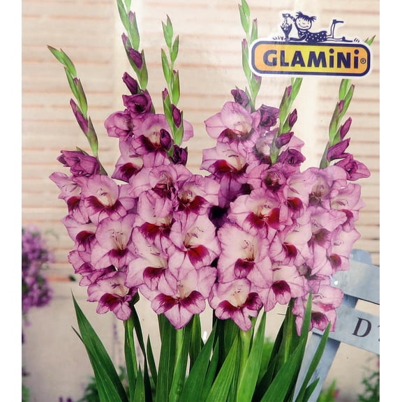 Tina Glamini Gladiolus 10 Bulbs - 10/12 cm - Soft lavender