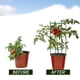 thumbnail image 3 of Jaula Para Tomates, Estacas Para Plantas, Jaulas Para Plantas, Estacas Para Tomates De Jardín, Enrejado Vegetal Para Plantas Trepadoras Verticales De Jardín seitruly HA038938-00, 3 of 6