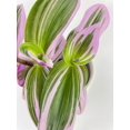 thumbnail image 5 of Bumble Plants 4 Inch Tradescantia Bubblegum Lilac Live Plant in Nursery Pot, 5 of 7
