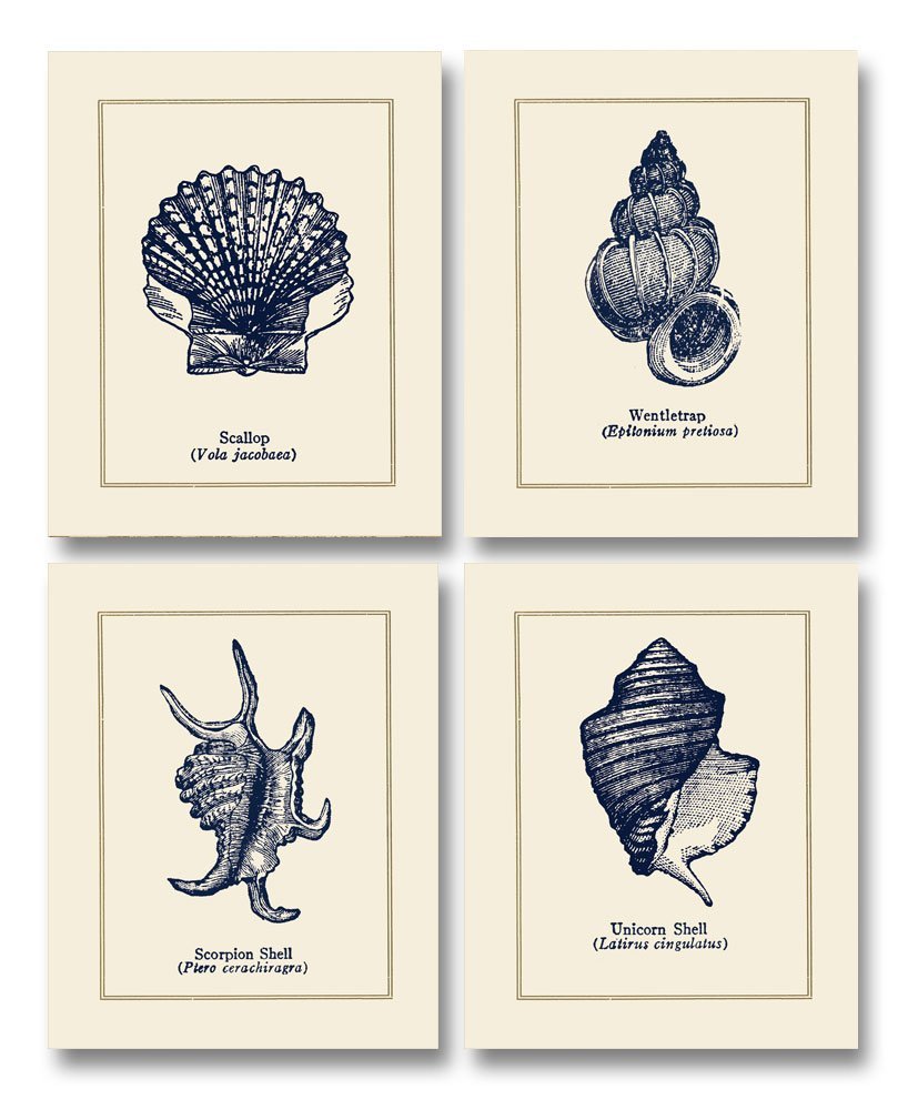 Coastal Shell Collection; Scallop, Scorpion, Wentletrap, & Unicorn Shells; Four 11x14in Prints - image 1 of 1