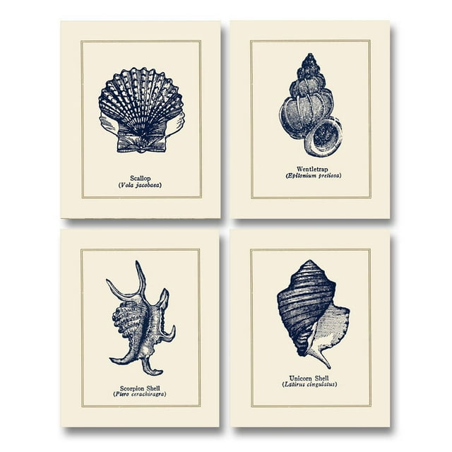 Coastal Shell Collection; Scallop, Scorpion, Wentletrap, & Unicorn Shells; Four 11x14in Prints