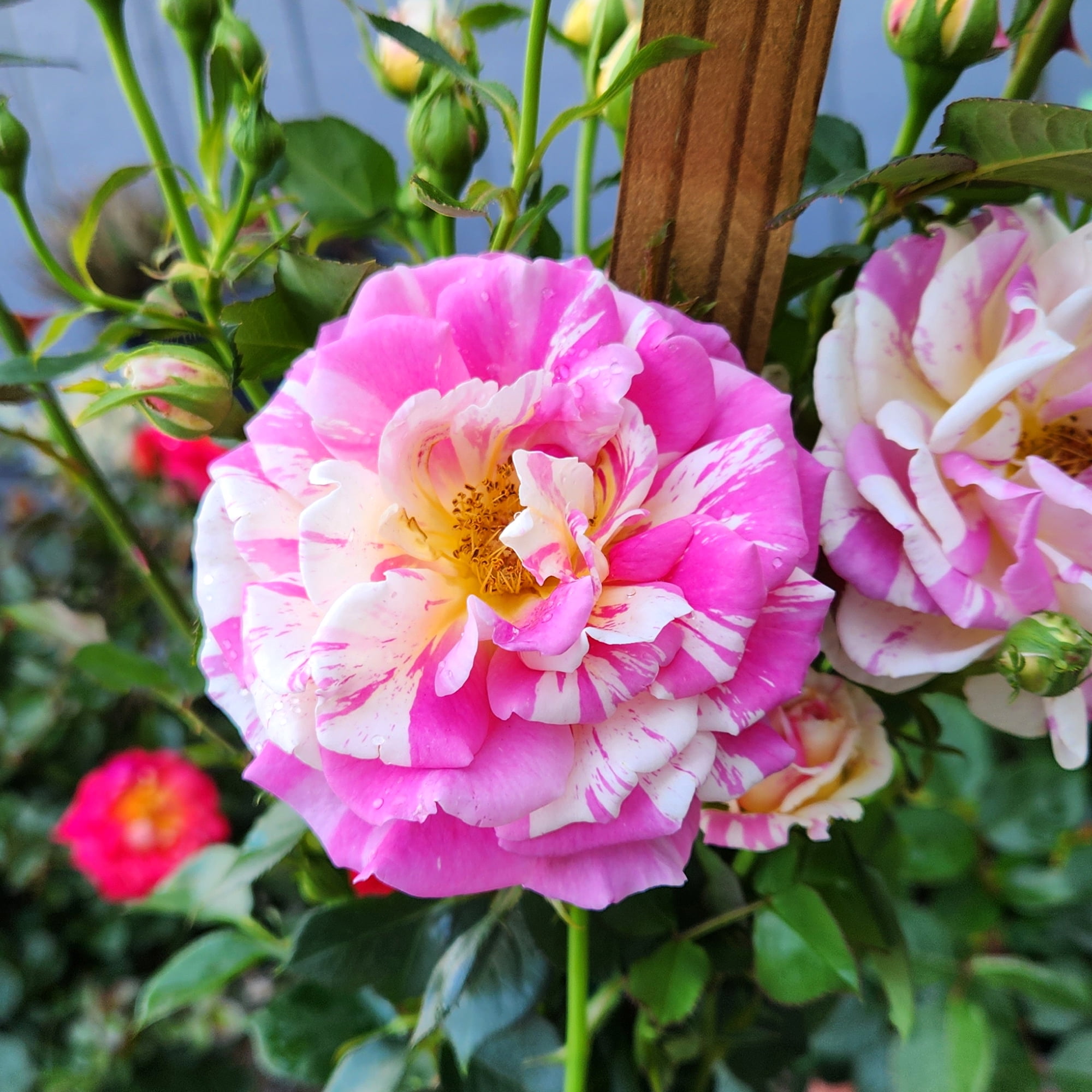 True Bloom 'True Delight' PP28929 Pink & Yellow Rose Bush, 8Qt. Pot, Live Garden Roses, Full Sun