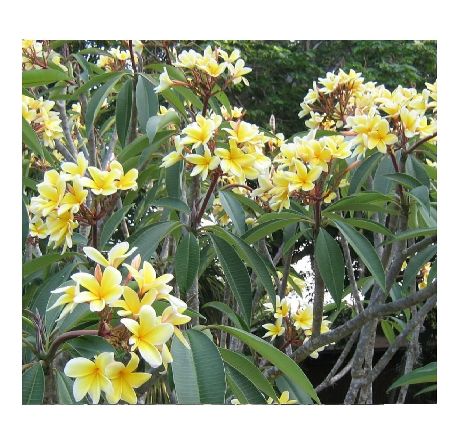 Yellow Hawaiian Live Plumeria Plant Cutting 10 inches, Full Sun