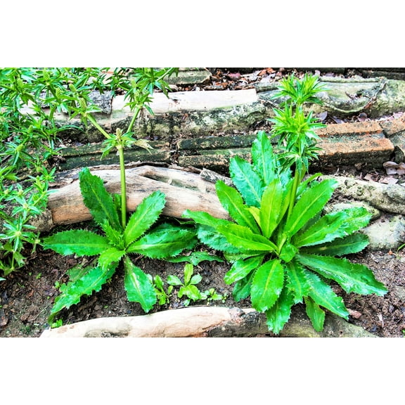 CZ Grain 500 Culantro Plant Seeds, Non-GMO