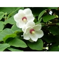 thumbnail image 2 of 10 OYAMA MAGNOLIA TREE White Pink Flower Pink Pod Sieboldii Siebolds Shrub Seeds, 2 of 10