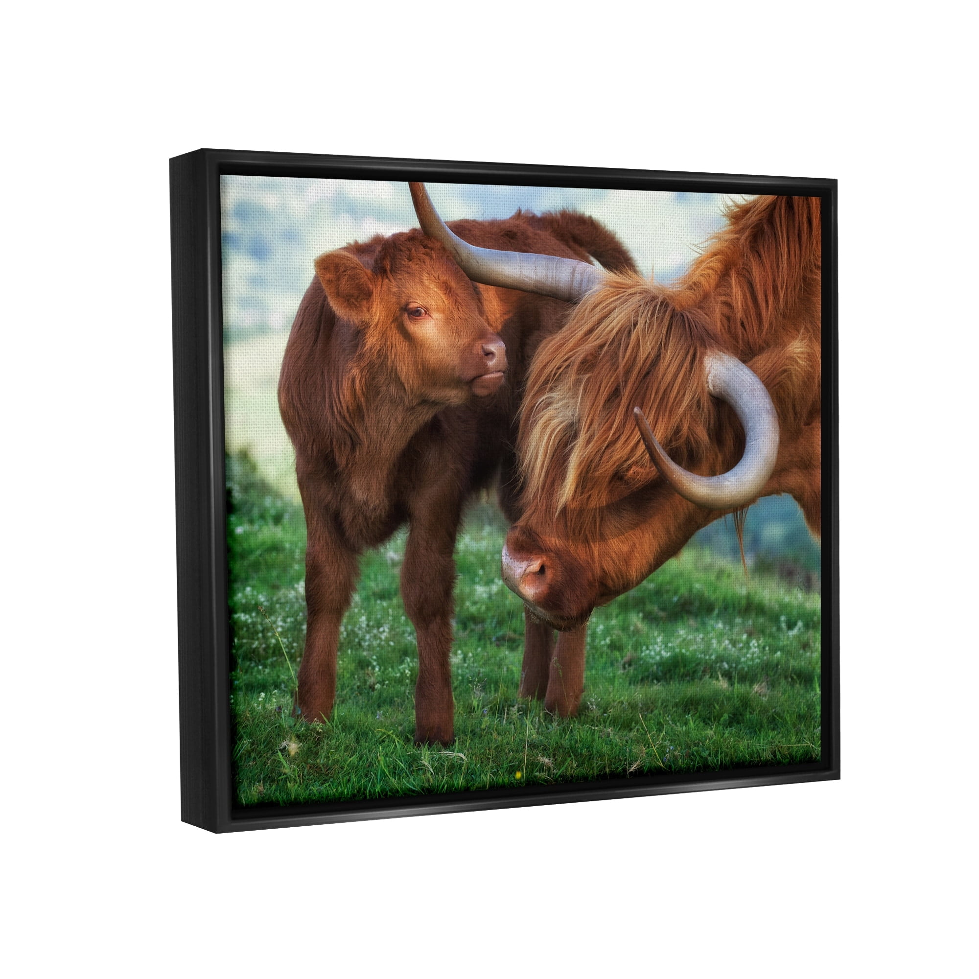 Stupell Industries Loving Longhorn Cattle Nuzzling Calf Heartwarming Animals Photograph Jet Black Floating Framed Canvas Print Wall Art, Design by James Dobson