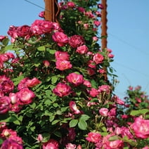 Heirloom Roses - Cancan™ Climbing Roses Rose Plant