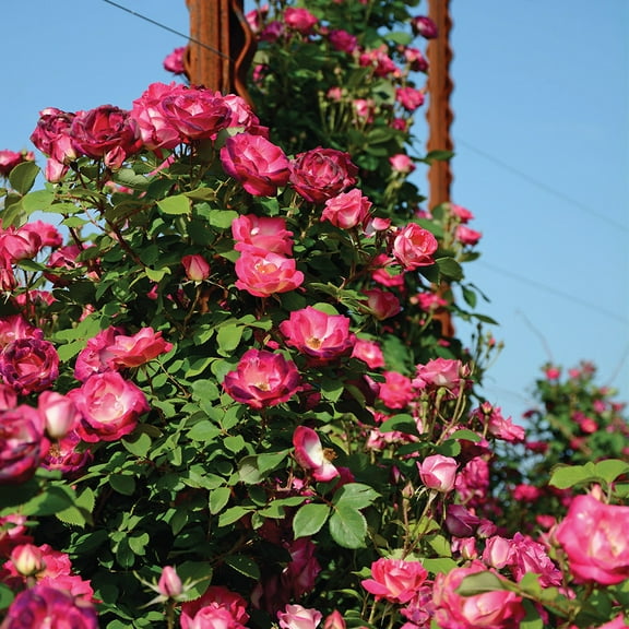 Heirloom Roses 3'-4' Magenta Red & Light Pink Climbing Roses Live Plants in 1 gal Containers