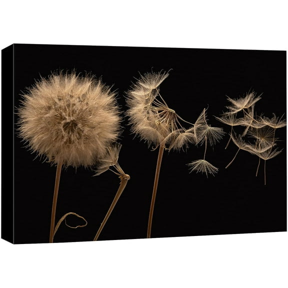 Wall26 Canvas Print Wall Art Dandelion Flower Closeup Print Nature Wilderness Frameless Flora Photography Art Realism Modern Rustic Minimal Art Decorative Countryside for Bedroom - 12"x18"
