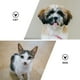 thumbnail image 4 of 10 lazos para el pelo de mascotas, para perros, cachorros y gatos (color aleatorio), 4 of 7