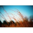 thumbnail image 2 of Alabama Picture Archive 14x11 Gold Ornate Wood Framed with Double Matting Museum Art Print Titled - Alabama Grasslands, 2 of 4