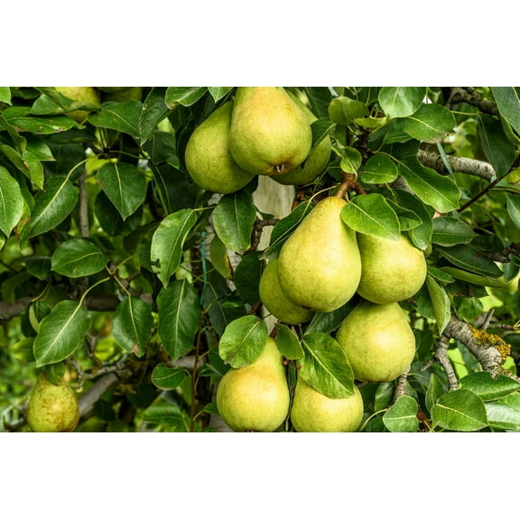 25 Seeds EUROPEAN PEAR TREE Pyrus Communis Fruit Seeds - White Flowers / Green Fruit