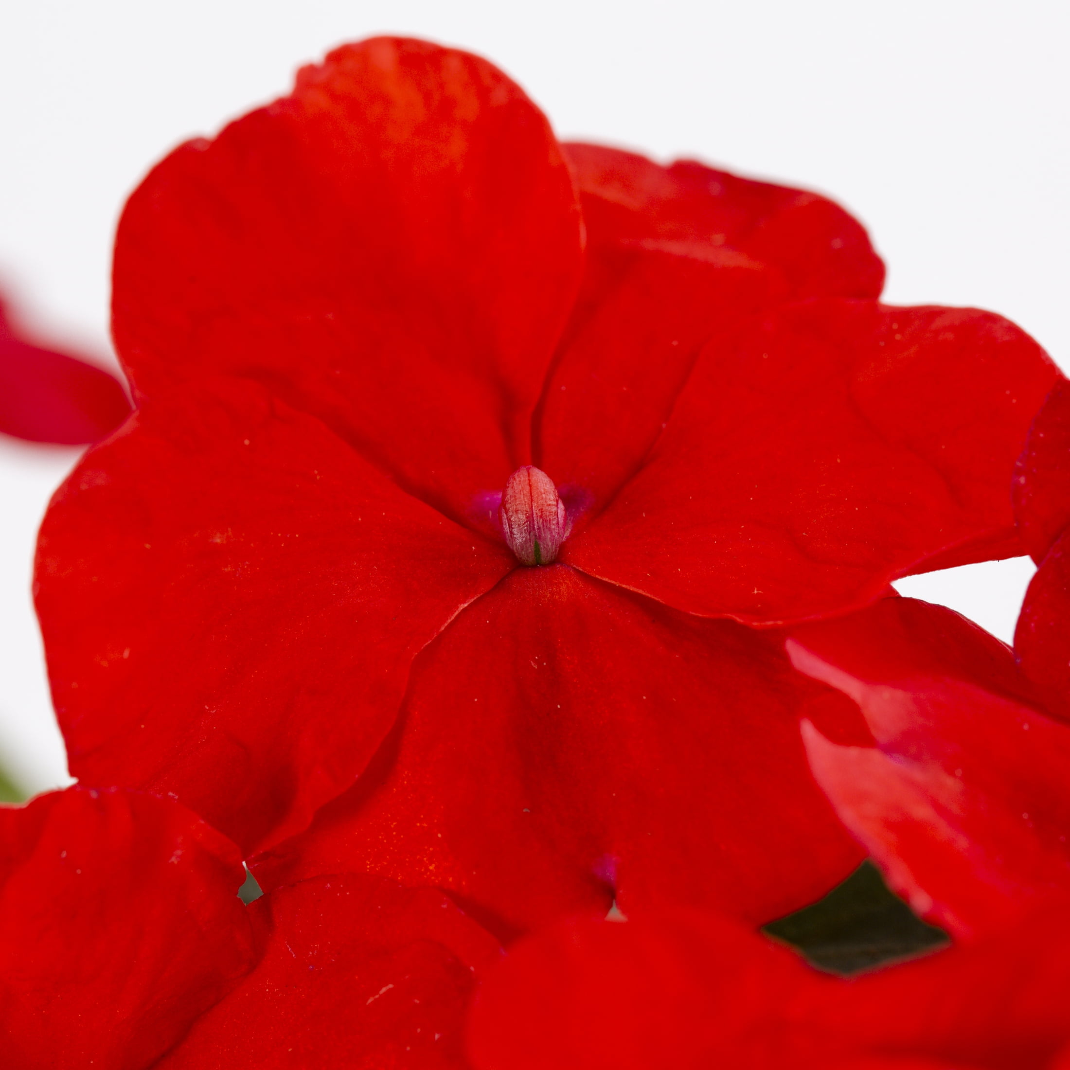 Expert Gardener 4PK Multicolor Impatiens Live Plants with Grower Pack
