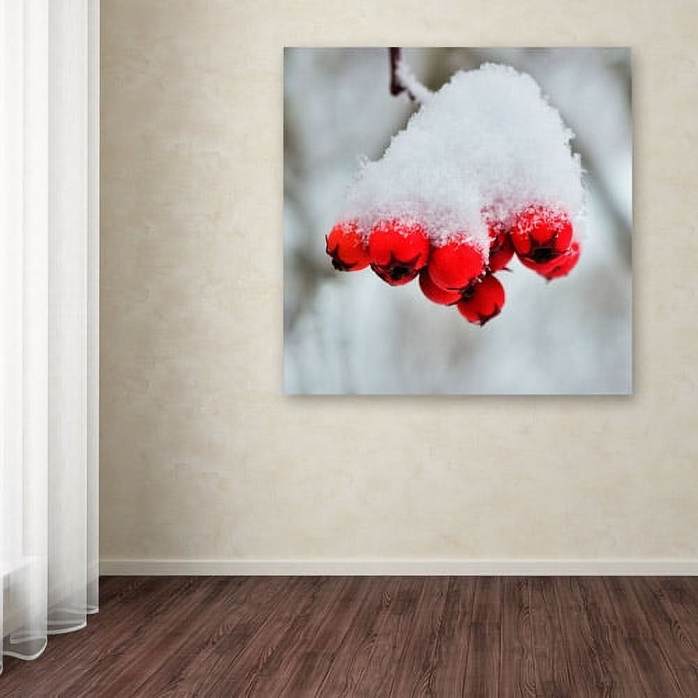 Trademark Fine Art "Winter Berry Close-Up" Canvas Art by Kurt Shaffer